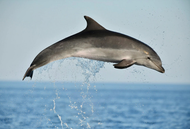 Observation des dauphins