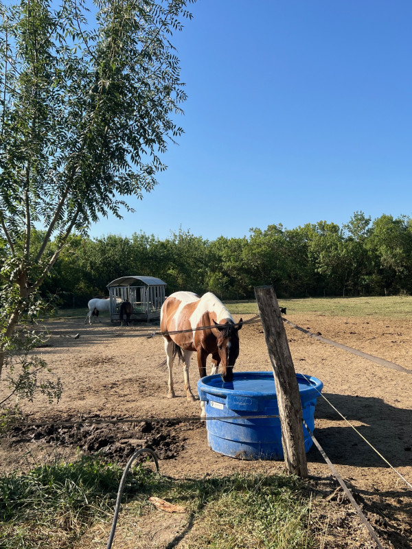 Paddock - © Keller Sandrine Paddock