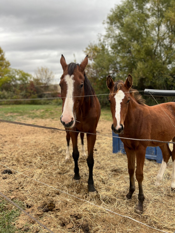 Pouliche et sa mère - © Keller Sandrine Pouliche et sa mère