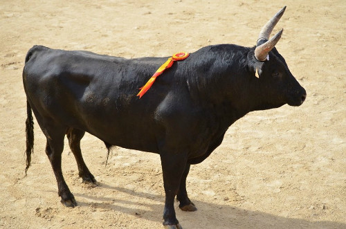 LOI-MANADE ROUQUETTE-MAUGUIO CARNON-TAUREAU-w500