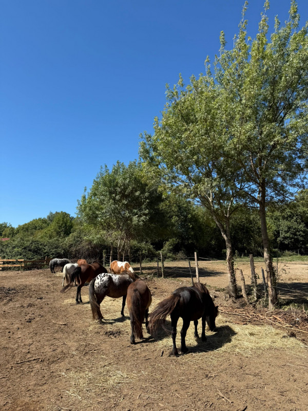 Shetlands - © Keller Sandrine Shetlands