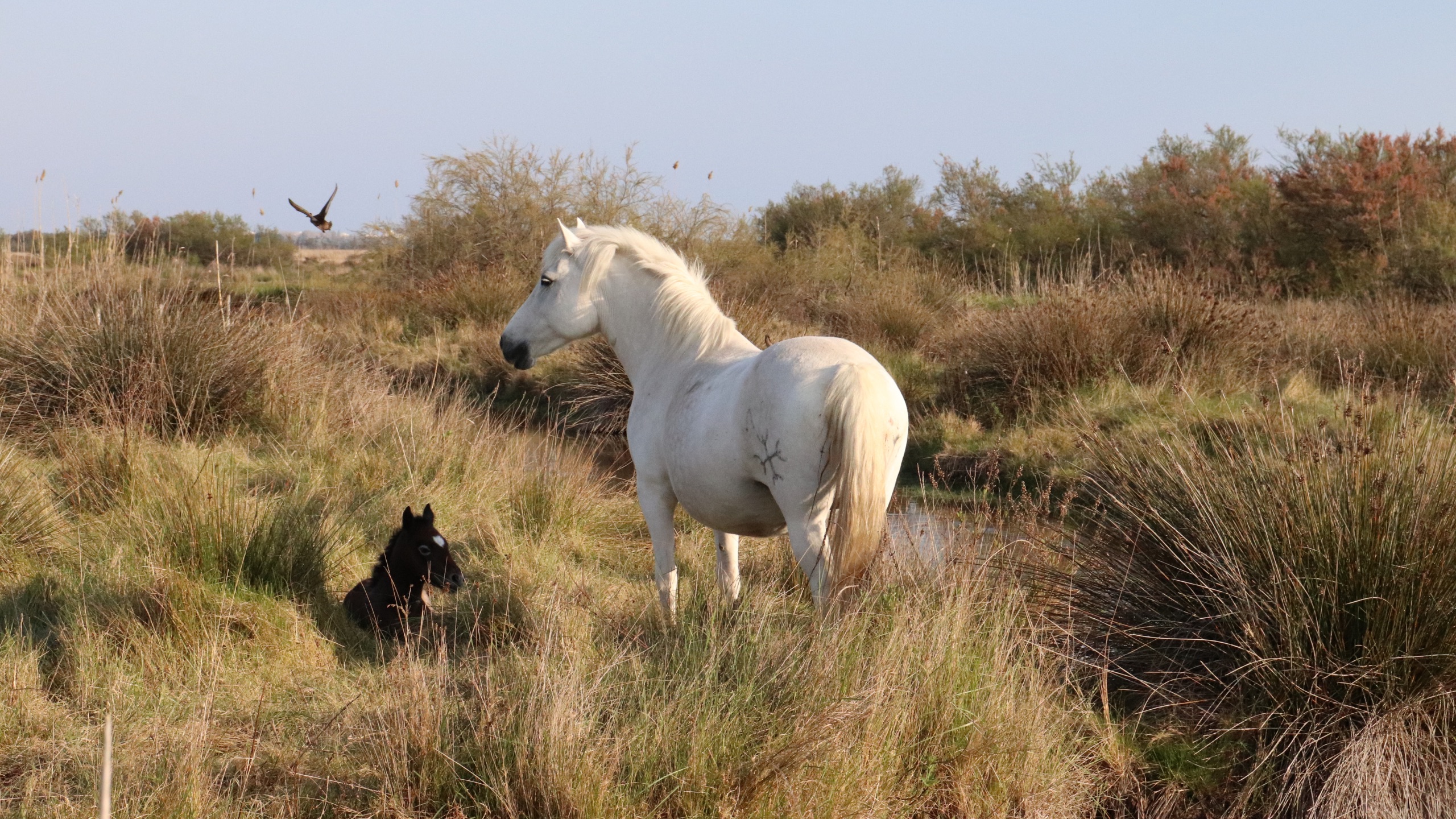 balades-naturalistes-cle-mence-he-raud-359670